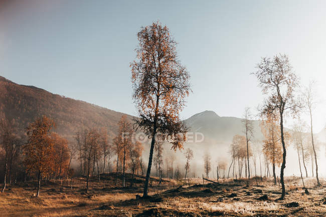 View to misty trees in autumn forest in mountains. — Stock Photo