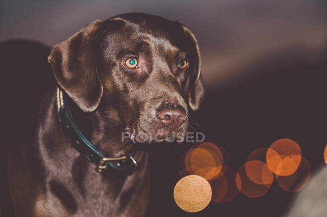 Обаятельная собака на фоне ночного города — стоковое фото