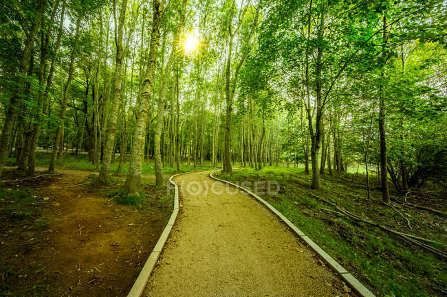 Leerer Pfad inmitten grünen Waldes an sonnigem Tag — Stockfoto