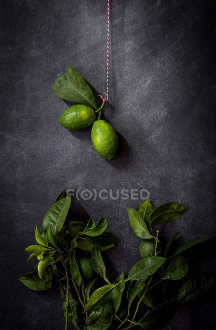 Arrangement des feuilles et des citrons verts sur fond sombre — Photo de stock