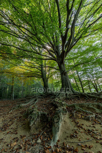 Vista cercana de las raíces de los árboles en el suelo en los bosques - foto de stock