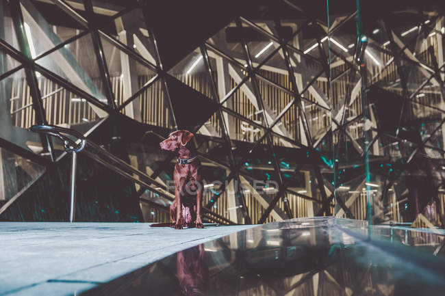 Очаровательная коричневая собака-лабрадор сидит у лестницы, проходя через фасад современной архитектуры — стоковое фото