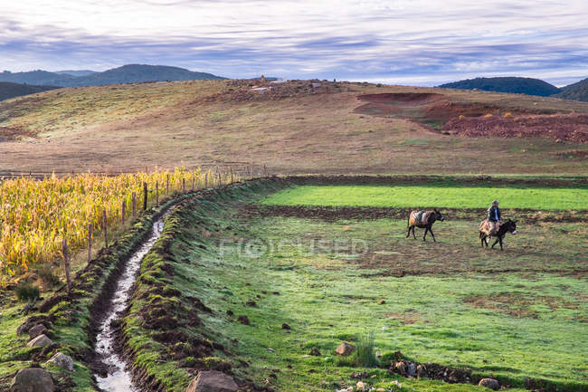 Vue lointaine de l'homme chevauchant taureau pâturage sur champ vert . — Photo de stock