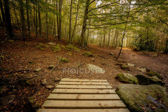 Wooden board walk in spring forest — Stock Photo