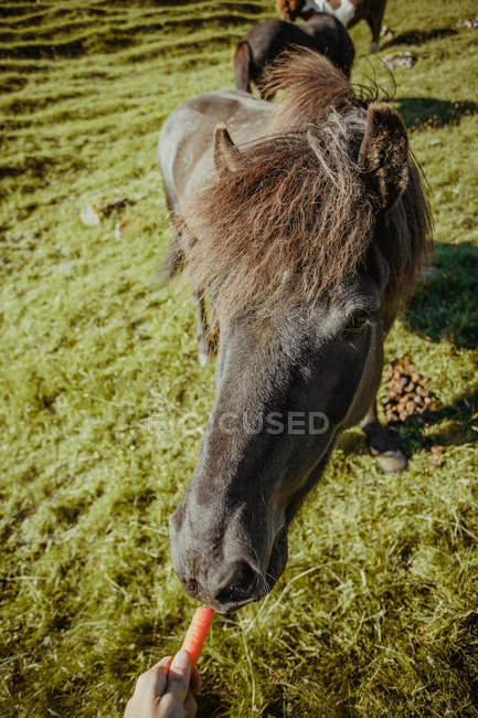 Cortar mão alimentando cavalo com cenoura no gramado iluminado pelo sol — Fotografia de Stock
