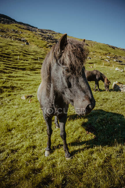 Vista de cerca del caballo negro en la pendiente de la colina verde - foto de stock