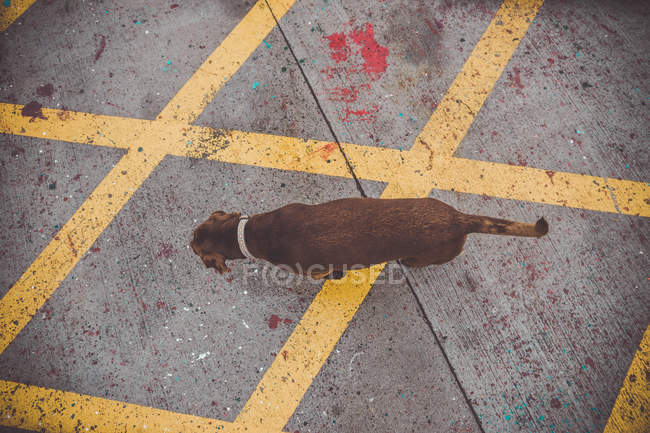 Vista dall'alto del cane bruno che cammina sul terreno di cemento e lo annusa . — Foto stock
