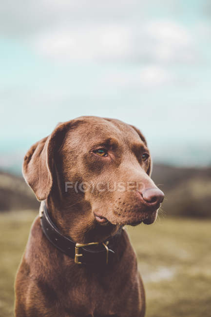 Chien labrador brun assis dans le champ de campagne — Photo de stock