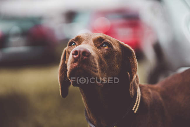 Perro labrador marrón obedientemente mirando hacia arriba - foto de stock