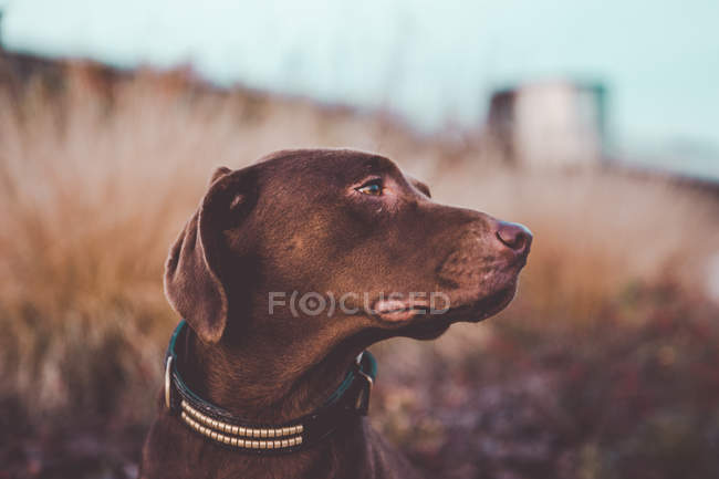Cão labrador marrom olhando para o campo rural — Fotografia de Stock