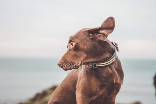 Colpo di moto di cane labrador marrone guardando sopra la spalla sullo sfondo del paesaggio marino — Foto stock