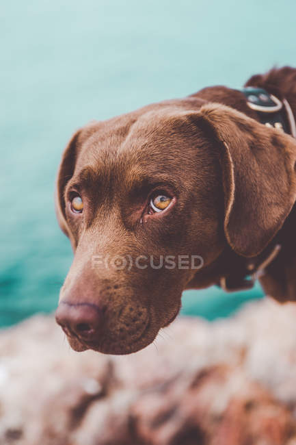 Chien labrador brun posant sur le rivage et regardant la caméra — Photo de stock