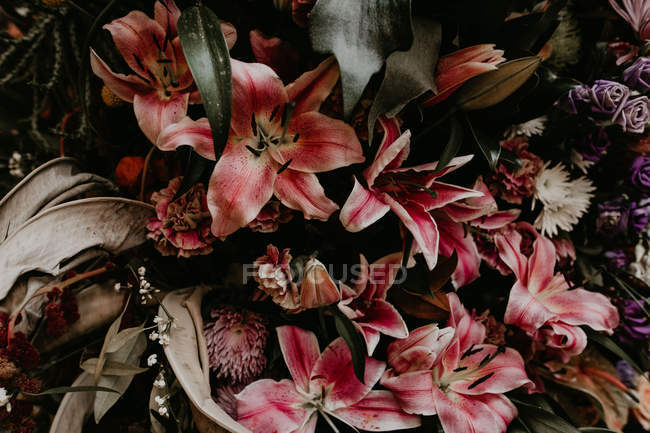 Close-up vista de flores tropicais rosa — Fotografia de Stock