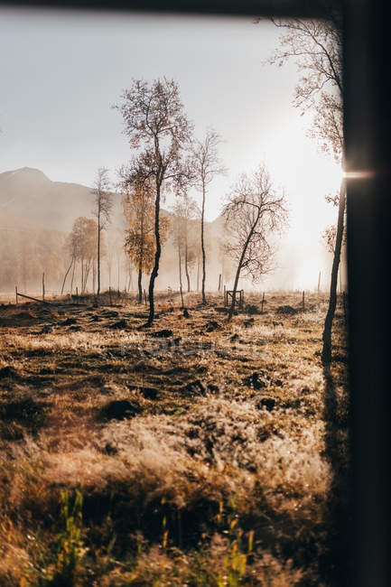 Foggy foresta di campagna in autunno giornata di sole — Foto stock