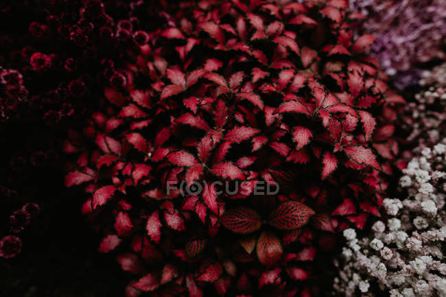 Вид сверху клумбы с красными листьями растения — стоковое фото