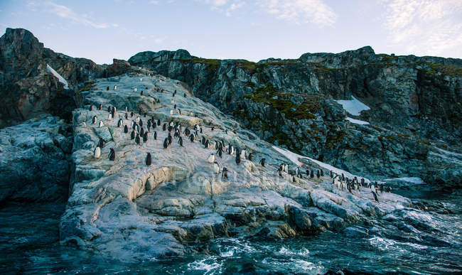Flock of arctic penguins in at coastal cliffs — Stock Photo