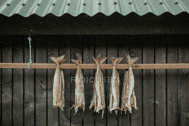 Fila de peces secos colgando de una planta de madera - foto de stock