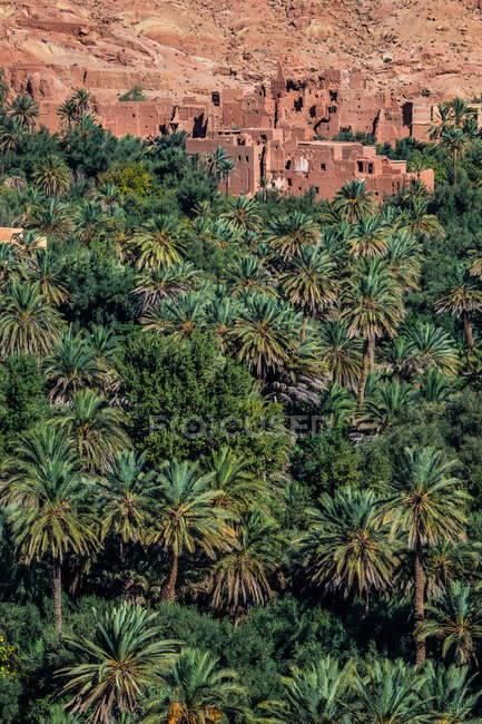 Distant view of palms and town buildings with sandy walls. — Stock Photo