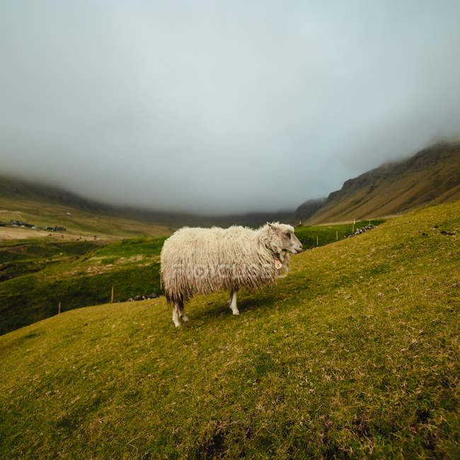 Vista lateral de ovejas en el césped en las montañas brumosas - foto de stock