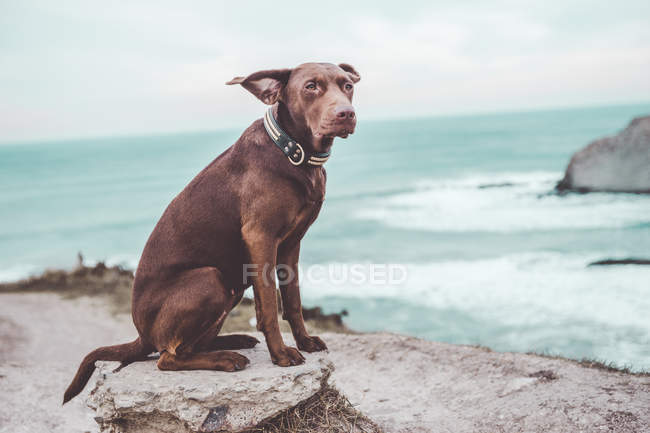 Коричневий собака Лабрадор, постановка на скелі на березі моря — стокове фото