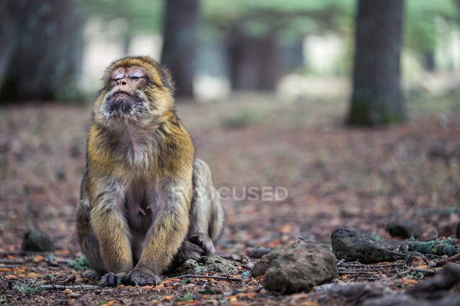 Cute expressive monkey sitting with eyes closed on ground at jungle — Stock Photo