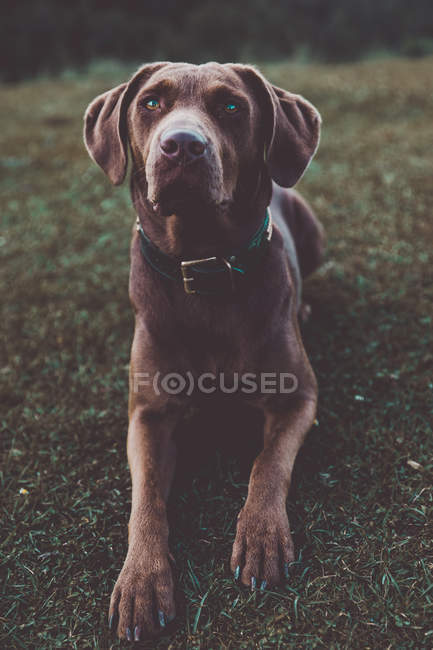 Charming dog lying on countryside field — Stock Photo