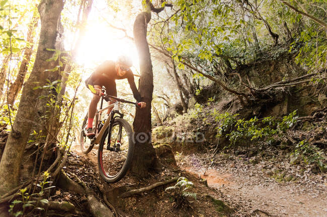 Ciclista andar de bicicleta entre duas árvores na floresta no dia ensolarado . — Fotografia de Stock
