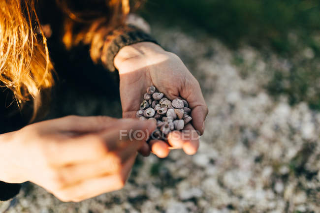 Colheita de mãos femininas segurando pequenas conchas na costa — Fotografia de Stock
