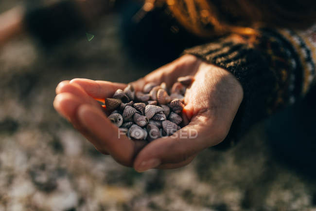 Crop sunlit female hand holding small shells at shore — Stock Photo