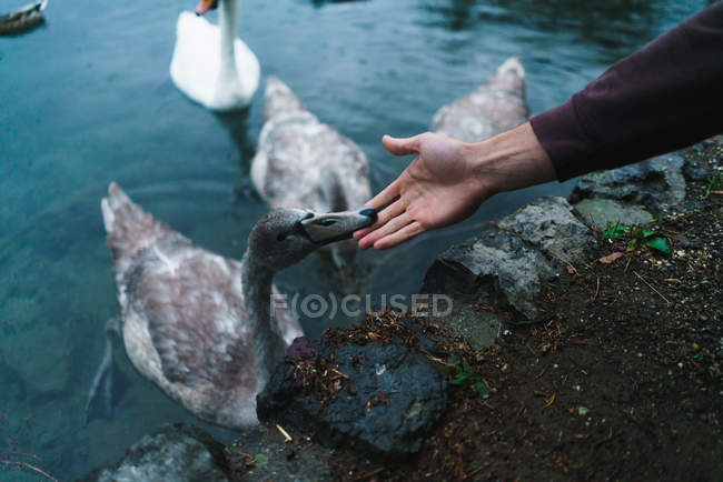 Crop female stroking duck on lake — Stock Photo