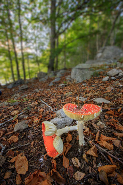 Закрыть вид на красные грибы в горном лесу — стоковое фото