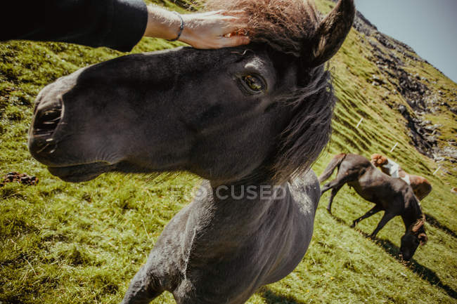 Crop mano maschile accarezzando cavallo a prato di campagna — Foto stock