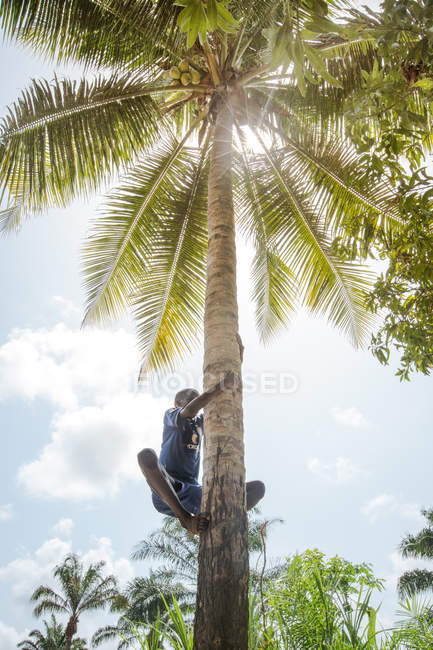 BENIN, ÁFRICA - 31 de agosto de 2017: Vista de ángulo alto del niño trepando en la palmera en un día soleado . - foto de stock