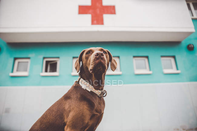 Vue à angle bas du chien labrador brun assis près de l'hôpital avec croix rouge sur la façade — Photo de stock