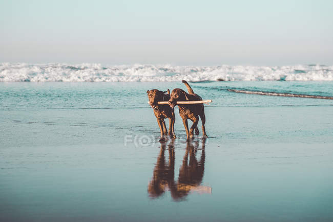 Zwei braune Hunde mit einem Stock in Chaps an der Küste — Stockfoto