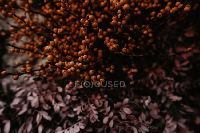 Vista de cerca del ramo de flores rosadas y naranjas inusuales - foto de stock