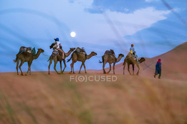 Side view of moving camelcade at sand desert — Stock Photo