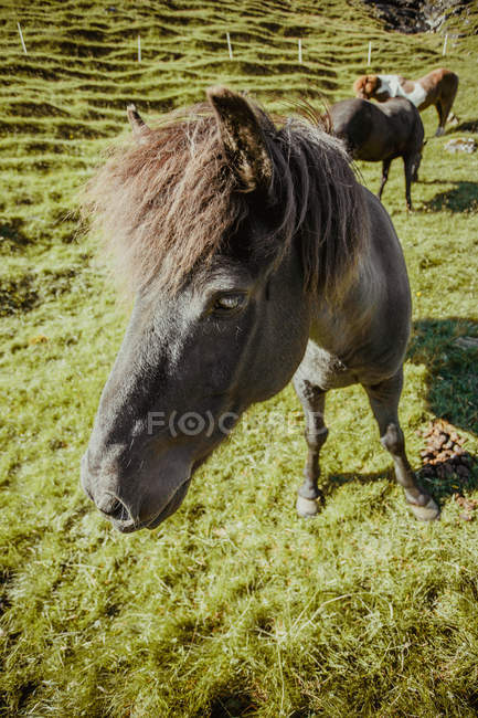 Vista de cerca del caballo negro en el césped del campo - foto de stock