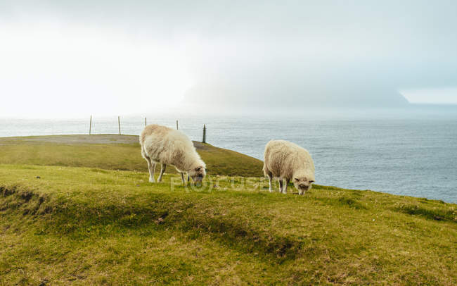 Pastoreo de ovejas en las tierras altas sobre el fondo del paisaje marino - foto de stock