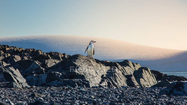 Vista lateral del pingüino ártico en acantilado costero - foto de stock