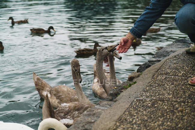 Обрізати жіночу руку погладжуючи качку на березі озера — стокове фото