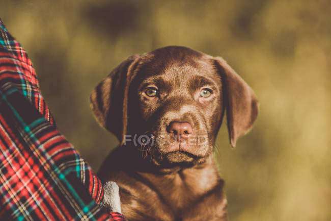Lindo perrito labrador marrón sentado cerca de la camisa a cuadros y mirando a la cámara . - foto de stock