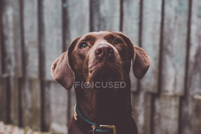 Dog looking up over background of wooden wall — Stock Photo