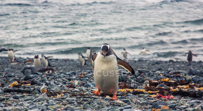 Vista frontal de pingüinos árticos caminando en la orilla de guijarros - foto de stock