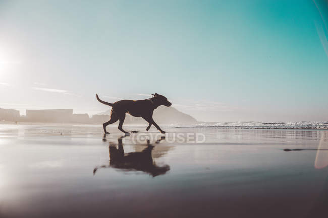 Vue latérale du chien labrador brun courant sur le bord de la mer — Photo de stock