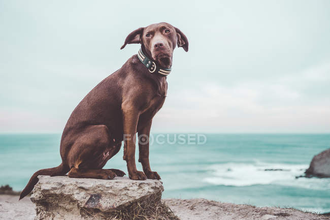 Encantador perro labrador marrón sentado sobre roca sobre fondo de paisaje marino turquesa . - foto de stock