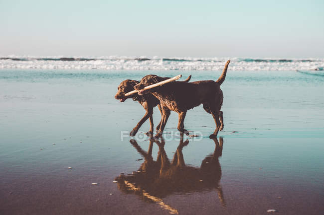 Vista laterale di due cani che corrono a riva con un bastone tra i denti — Foto stock