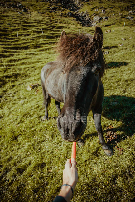 Crop hand feeding horse with fresh carrot at sunny green lawn — Stock Photo