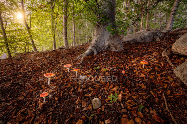 Baixo ângulo de visão de cogumelos vermelhos na encosta da floresta — Fotografia de Stock