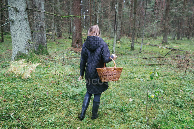 Vista trasera de la mujer con cesta recogiendo setas en los bosques - foto de stock